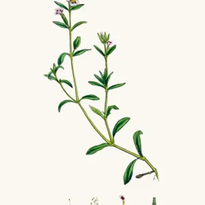 Catchfly Campion flower Catchfly Campion flower