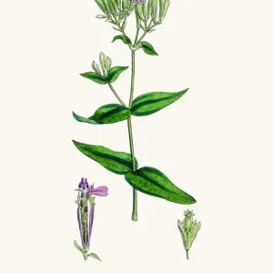 Catchfly Campion flower Catchfly Campion flower