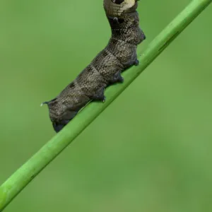 Caterpillar, Elephant Hawk-moth -Deilephila elpenor-, Emsland, Lower Saxony, Germany