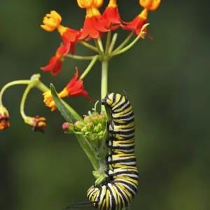 Monarch Butterfly Caterpillar Eating Mexican Butterfly Weed Print Monarch Butterfly Caterpillar Eating Mexican Butterfly Weed Print