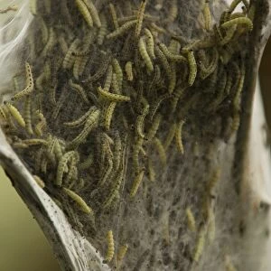 Caterpillars of the Ermine Moth -Yponomeuta sp. -, Bergisches Land, North Rhine-Westphalia, Germany