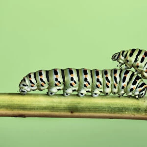 Two Caterpillars on a stem