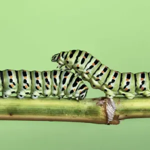 Two Caterpillars on a stem Two Caterpillars on a stem