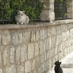 Cats, historic centre, Rab Town, Rab, Primorje-Gorski Kotar County, Croatia Cats, historic centre, Rab Town, Rab, Primorje-Gorski Kotar County, Croatia
