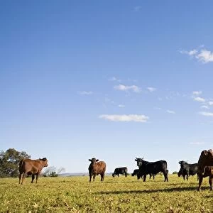 Cattle Herd Grazing