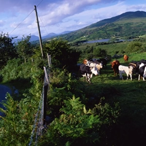Cattle, Co Kerry, Ireland