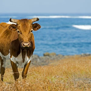 Cattle on the Pacific coast, Easter Island, Chile