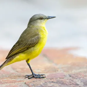 Cattle Tyrant Print: A bird on the floor of a South African lodge Cattle Tyrant Print: A bird on the floor of a South African lodge