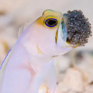 Cayman Jawfish with eggs Cayman Jawfish with eggs