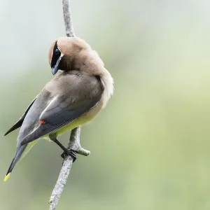 Cedar waxwing Cedar waxwing