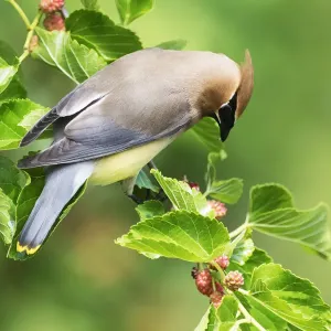 Cedar Waxwing in Mulberry Tree Print