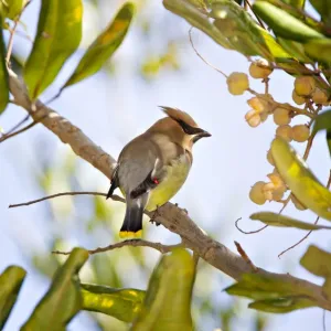 Cedar Waxwing perched in tree Cedar Waxwing perched in tree