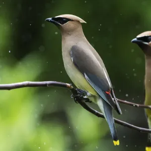 Cedar waxwings in mid-July Cedar waxwings in mid-July