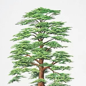 Cedrus libani, Cedar of Lebanon tree
