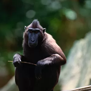 Celebes ape (Macaca nigra), close-up