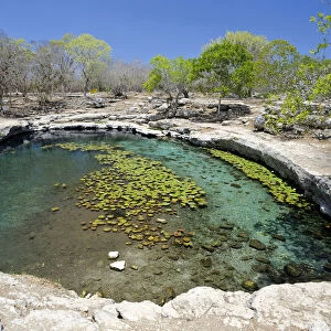 Cenote, a limestone sinkhole, Dzibilchaltun, a Maya archaeological site, Yucatan, Mexico, North America