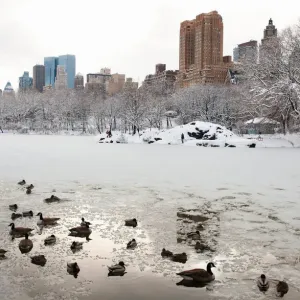 Central Park lake in winter, Manhattan, New York City, USA Central Park lake in winter, Manhattan, New York City, USA