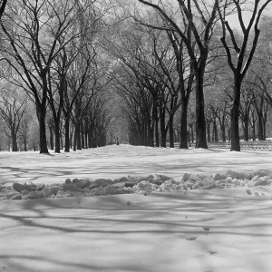 Central Park in Winter Central Park in Winter