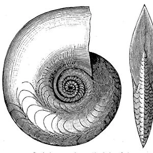 Cephalopod fossil