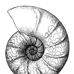 Ceratites nodosus is an extinct genus of ammonite cephalopod