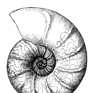 Ceratites nodosus is an extinct genus of ammonite cephalopod