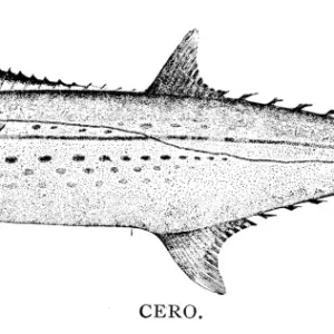 Cero fish engraving 1898 Cero fish engraving 1898