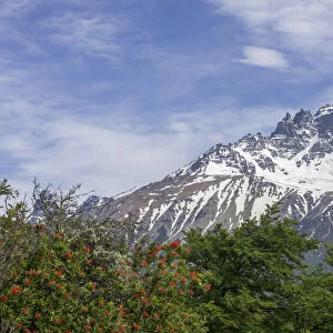Cerro Castillo mountain range and Chilean fire bush, also Notro or ciruelillo -Embothrium coccineum-, Villa Cerro Castillo, Aysen, Chile
