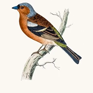 Chaff Finch bird