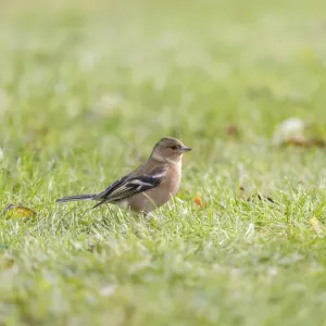 Chaffinch Print - Tyrol, Austria Chaffinch Print - Tyrol, Austria