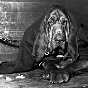 Chained Bloodhound