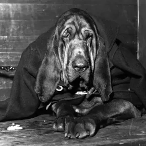 Chained Bloodhound Chained Bloodhound