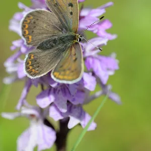 Chalkhill Blue -Polyommatus coridon- male on Orchis, Trenchtling, Hochschwab, Styria, Austria, Europe