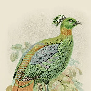 Chamba moonal pheasant engraving 1892
