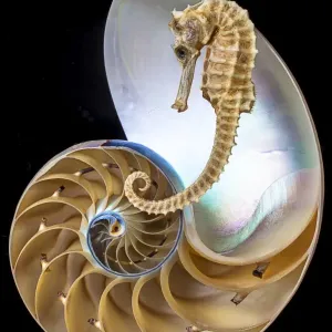 Chambered nautilus with seahorse Chambered nautilus with seahorse
