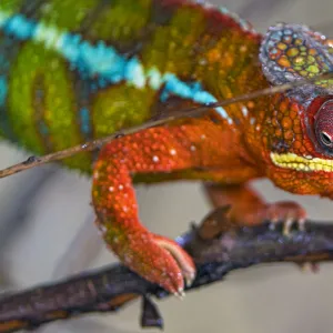 Chameleon walking on a branch