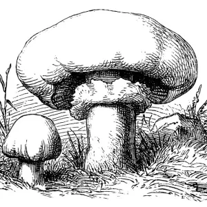 Cultivated Button Mushroom Print Cultivated Button Mushroom Print