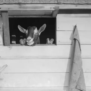 Champion Goat