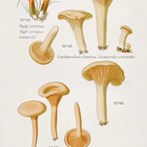 Chanterelle mushroom 1891