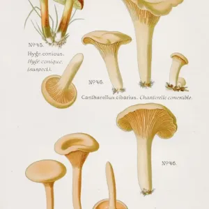 Chanterelle Mushroom Print, 1891 Watercolor Illustration Chanterelle Mushroom Print, 1891 Watercolor Illustration