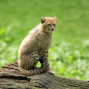 Cheetah -Acinonyx jubatus-, cub, native to Africa, captive, Nuremberg, Middle Franconia, Bavaria, Germany