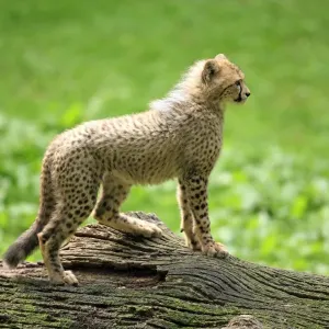 Cheetah -Acinonyx jubatus-, cub, native to Africa, captive, Nuremberg, Middle Franconia, Bavaria, Germany