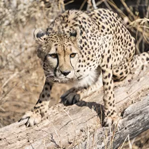 Cheetah -Acinonyx jubatus-, Khomas, Namibia