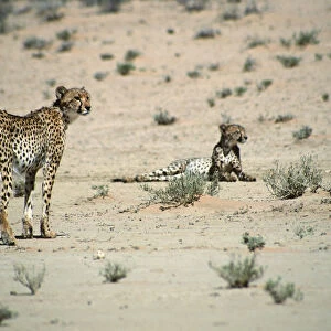 Cheetah (Acinonyx jubatus) Pair in the Desert Landscape