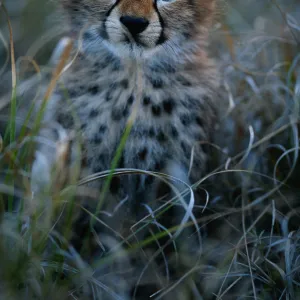 Cheetah cub (Acinonyx jubatus) close up, Masai Mara National Reserve, Kenya