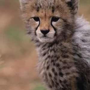 Cheetah Cub Savannah Print