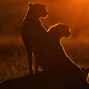 Cheetah and Cub on Mound at Sunrise (Acinonyx jubatus)