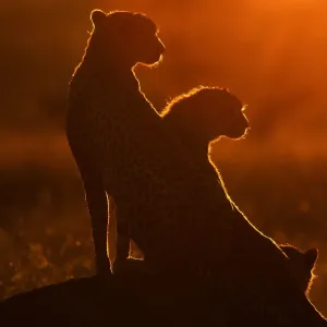 Cheetah and Cub on Mound at Sunrise (Acinonyx jubatus) Cheetah and Cub on Mound at Sunrise (Acinonyx jubatus)
