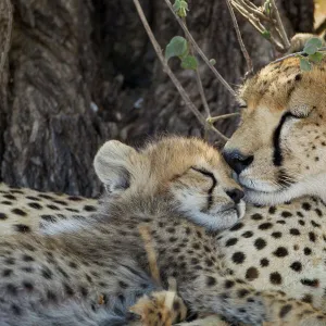 Cheetah with Cub, Ndutu Plains, Tanzania