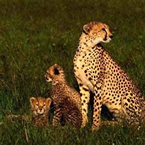 Cheetah with cubs (Acinonyx jubatus), Masai Mara NR, Kenya