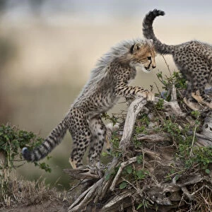 Cheetah Cubs, Masai Mara Game Reserve, Kenya